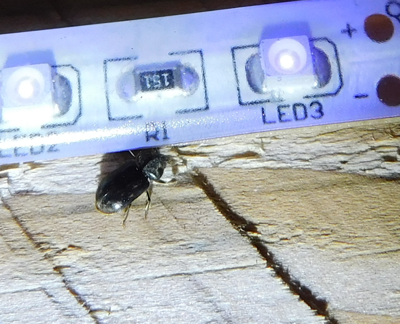 Heterocerus