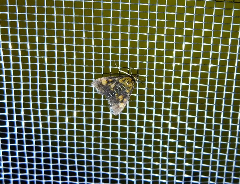 Pyrausta aurata - aranyló bíbormoly
