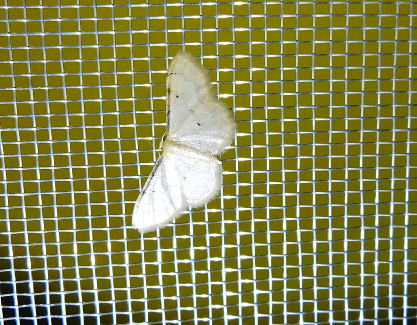Idaea politaria - vonalas apróaraszoló