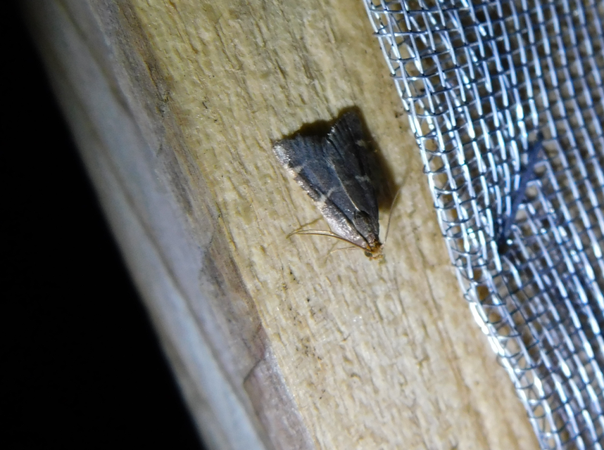 Pyralis perversalis - pusztai fényilonca