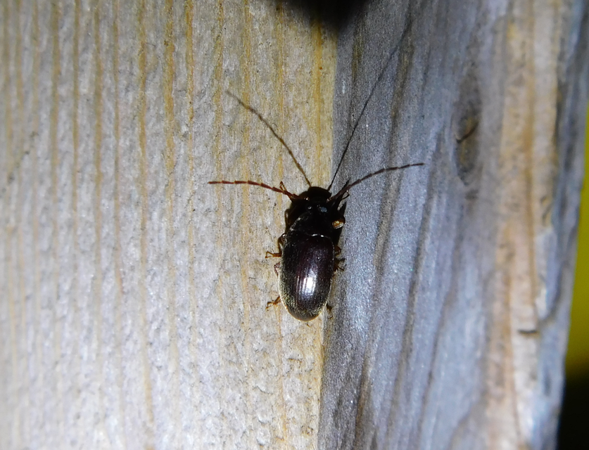 Hymenalia rufipes - rőtlábú alkonybogár