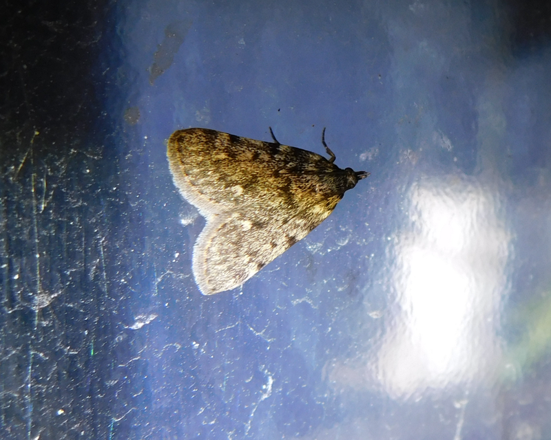 Aglossa pinguinalis - zsiradékmoly