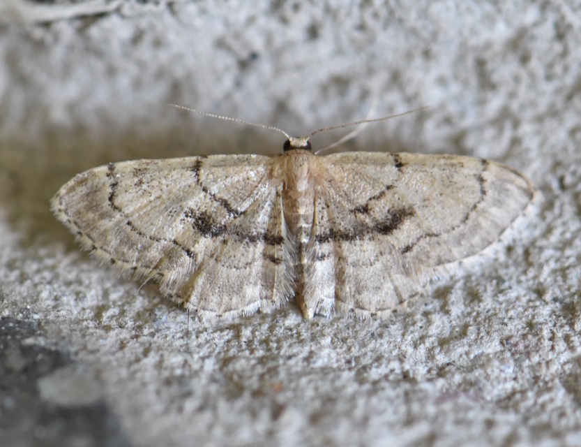 Idaea laevigata - sötétfoltos apróaraszoló