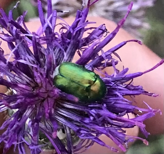 Cryptocephalus sericeus - nagy fészkesbogár