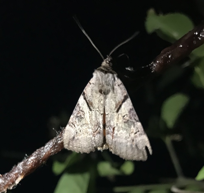 Catocala hymenaea - kökény-övesbagoly