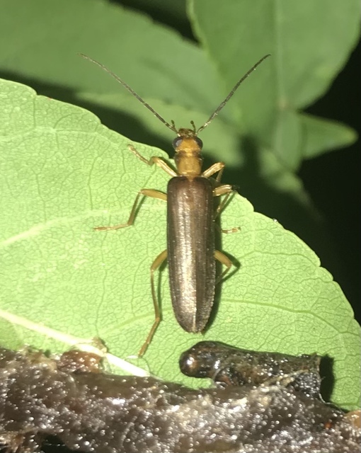 Nacerdes carniolica - karnóliai álcincér