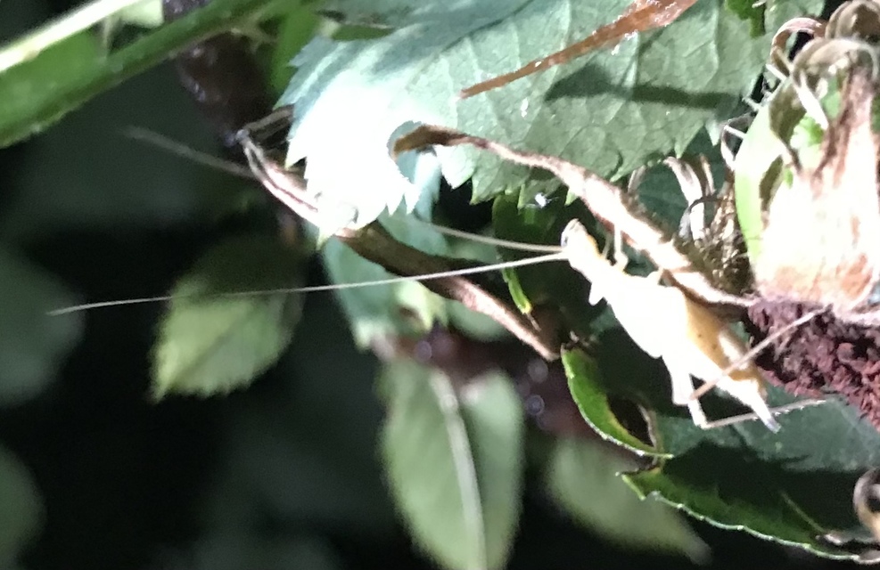 Oecanthus pellucens - pirregőtücsök