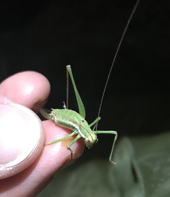 Leptophyes albovittata - közönséges virágszöcske