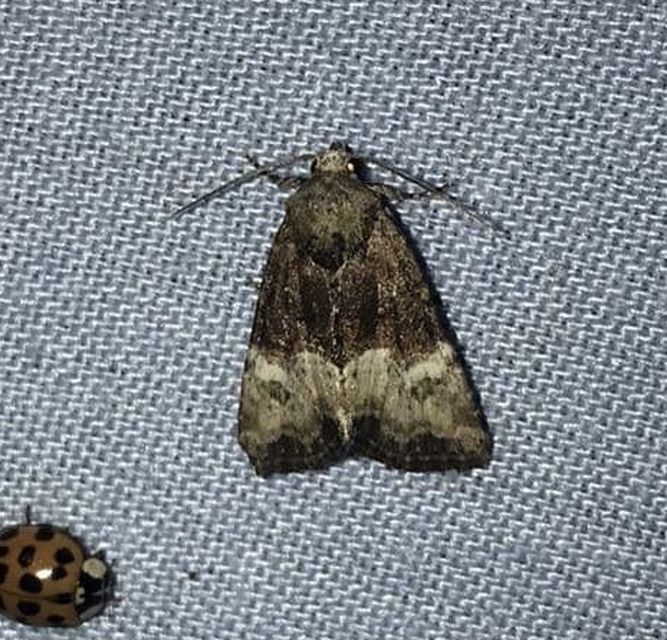 Mesoligia furuncula - kétszínű dudvabagoly