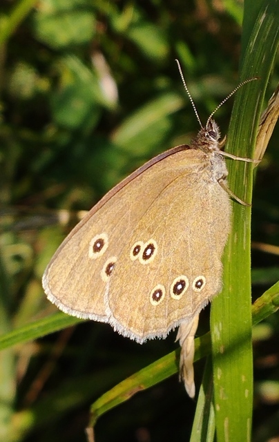 Aphantopus hyperanthus - közönséges ökörszemlepke