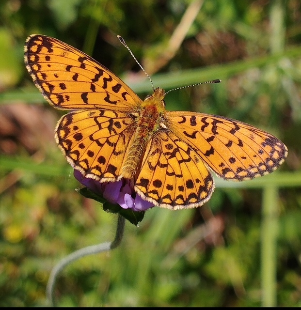 Boloria selene - fakó gyöngyházlepke