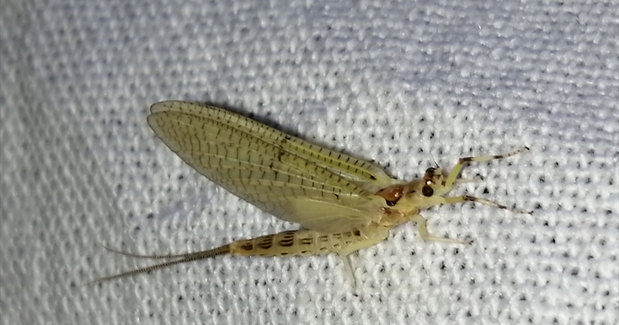 Ephemera lineata