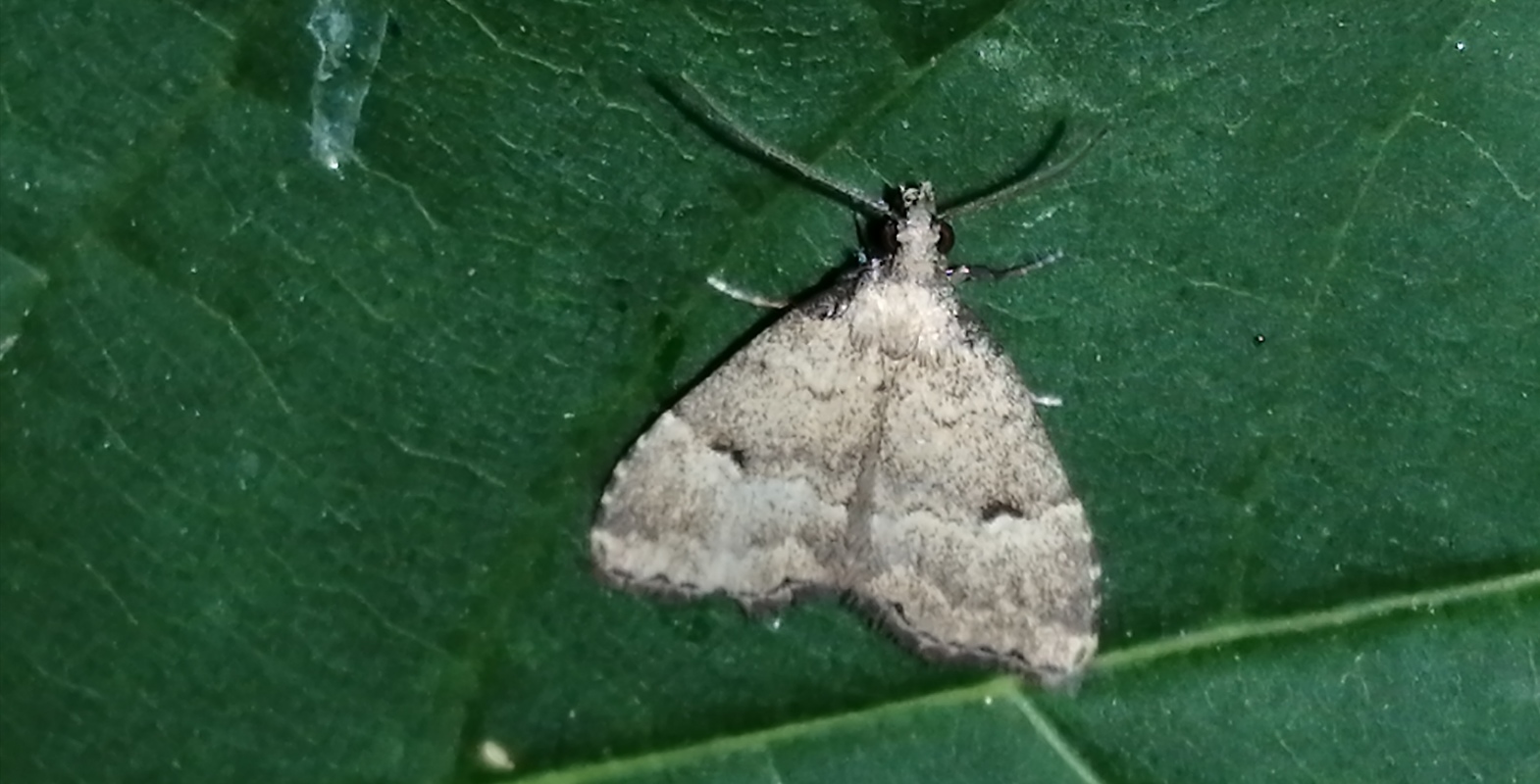 Hypenodes pannonica - pannon karcsúbagoly