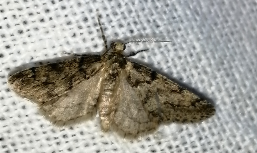 Tephronia sepiaria/Eumannia lepraria