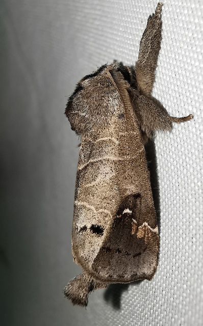 Clostera anachoreta - tarka levélszövő