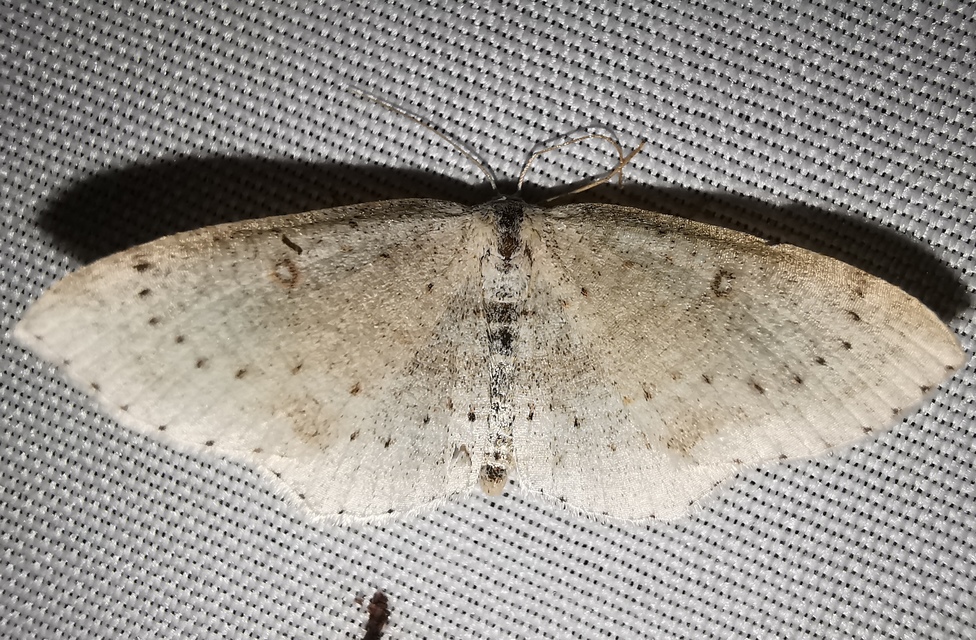Cyclophora albipunctata - hegyi pettyesaraszoló