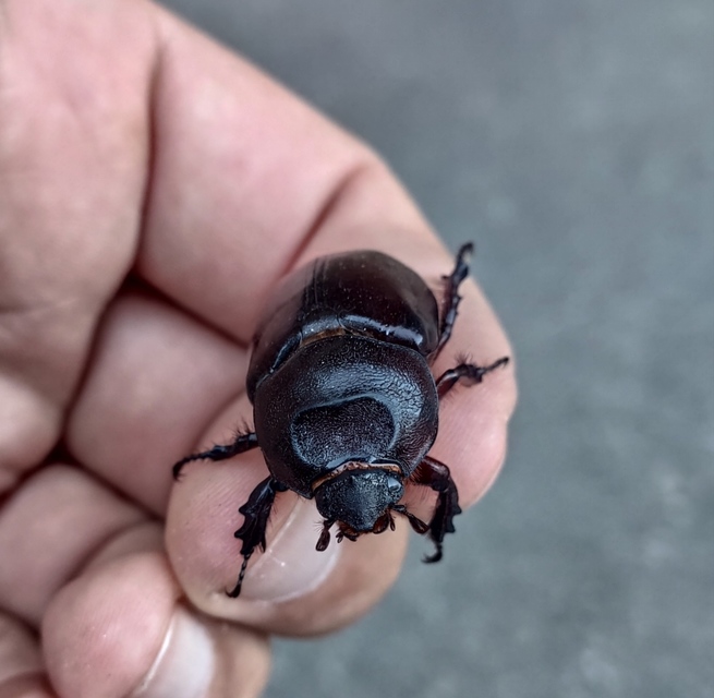 Oryctes nasicornis - orrszarvú bogár