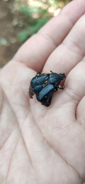 Gnorimus variabilis - nyolcpettyes virágbogár