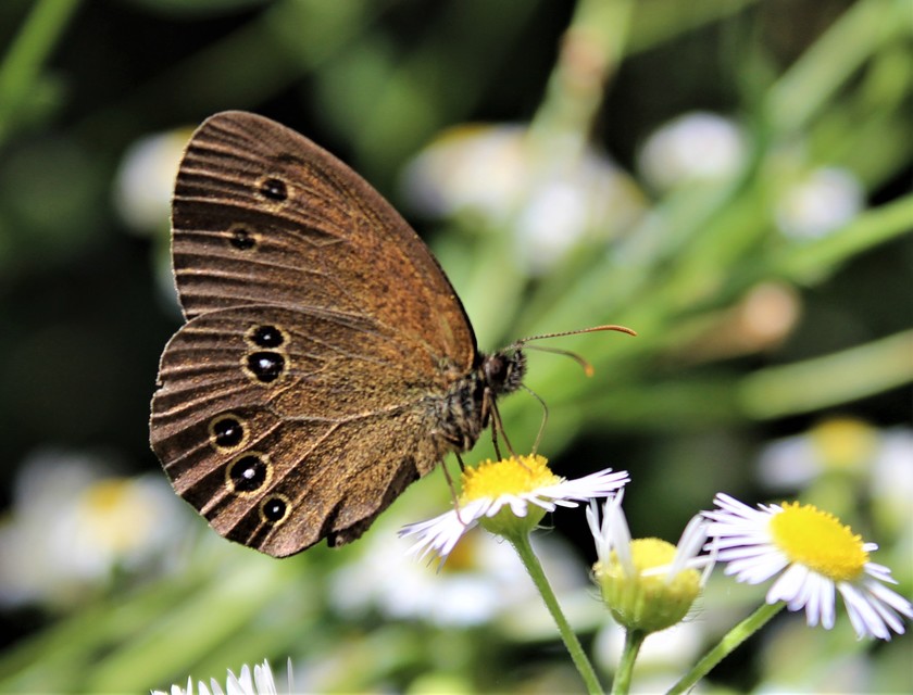 Aphantopus hyperanthus - közönséges ökörszemlepke