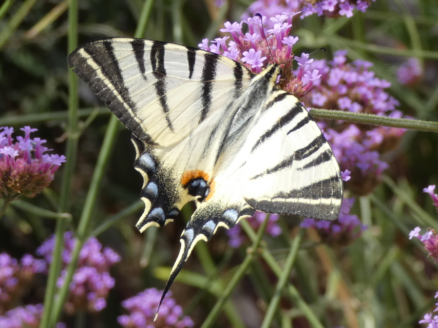 Iphiclides podalirius - kardoslepke
