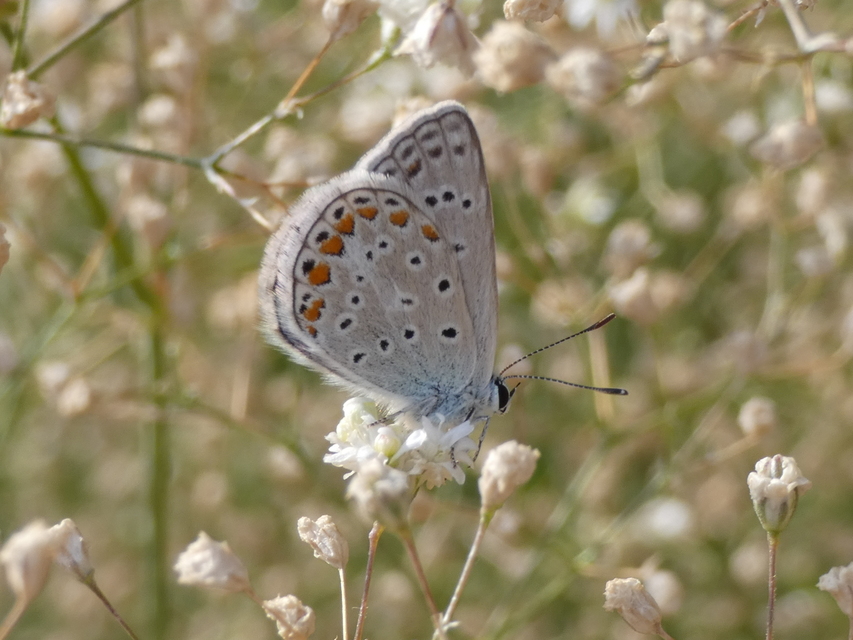 Polyommatus icarus - közönséges boglárka