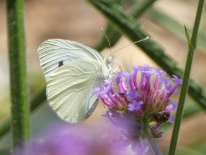 Pieris rapae - répalepke