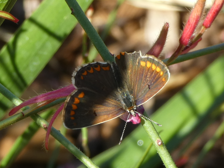 Aricia agestis - szerecsenboglárka