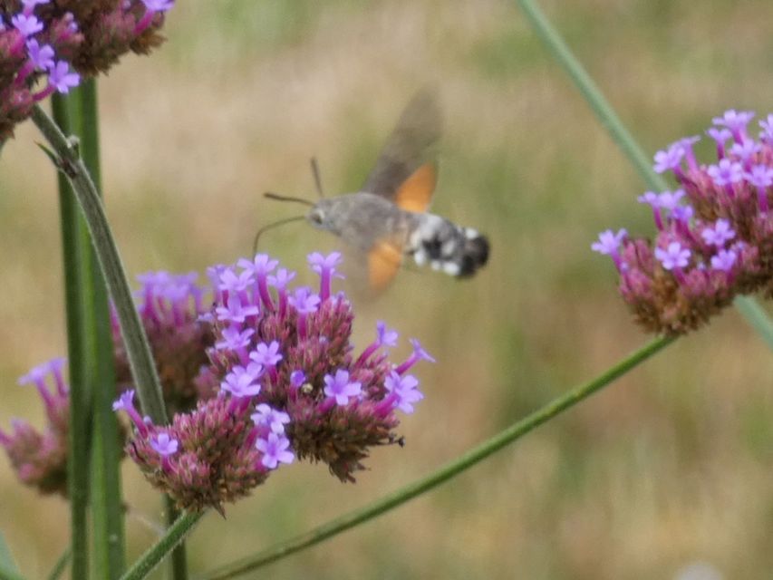 Macroglossum stellatarum - kacsafarkú szender