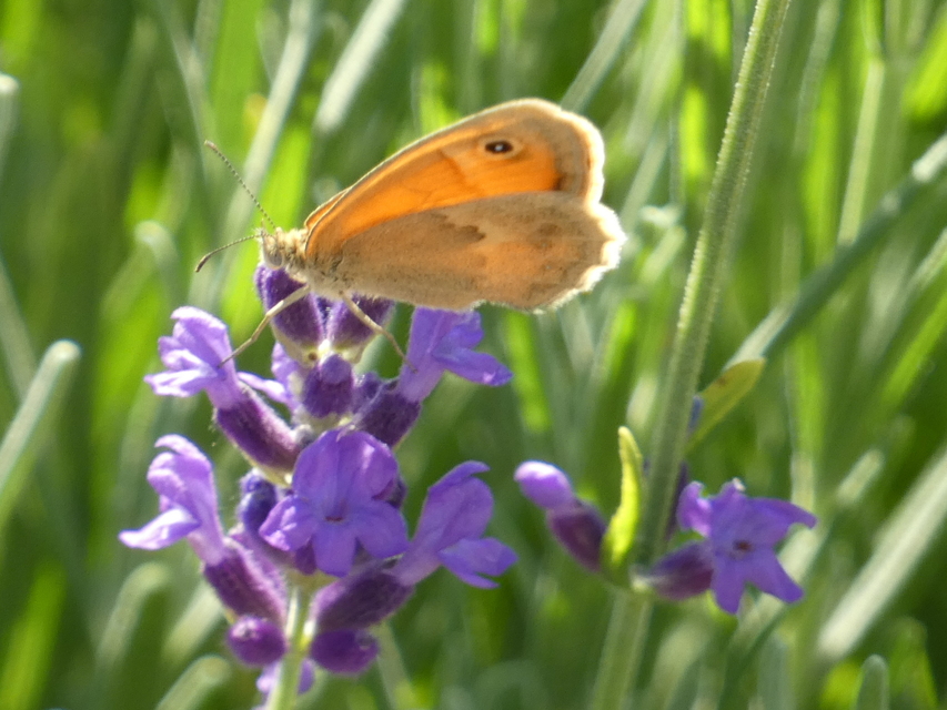 Coenonympha pamphilus - kis szénalepke