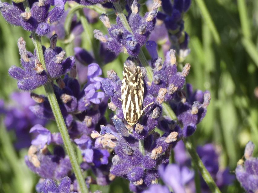 Emmelia trabealis - zebrabagoly