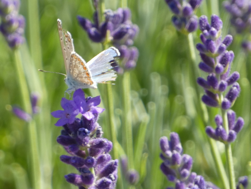 Polyommatus icarus - közönséges boglárka
