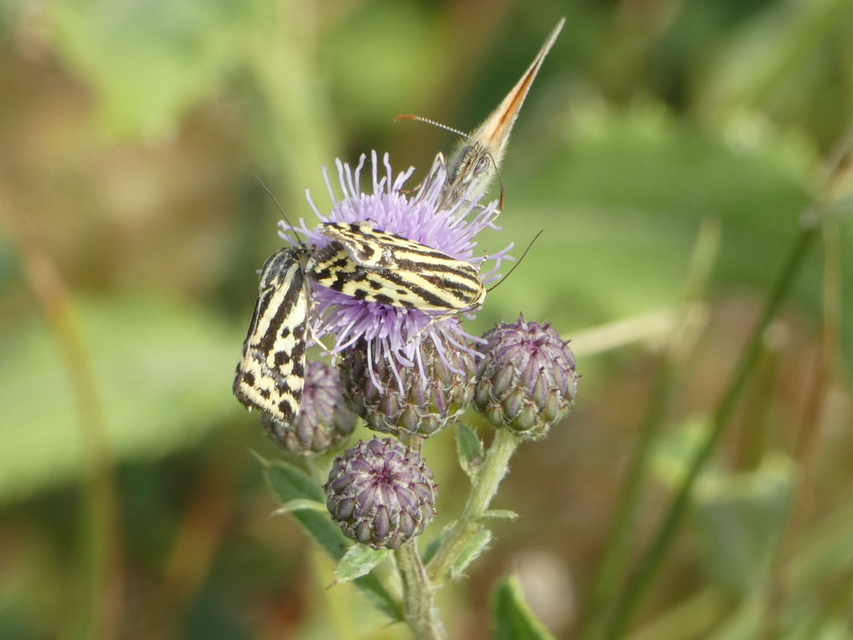 Emmelia trabealis - zebrabagoly