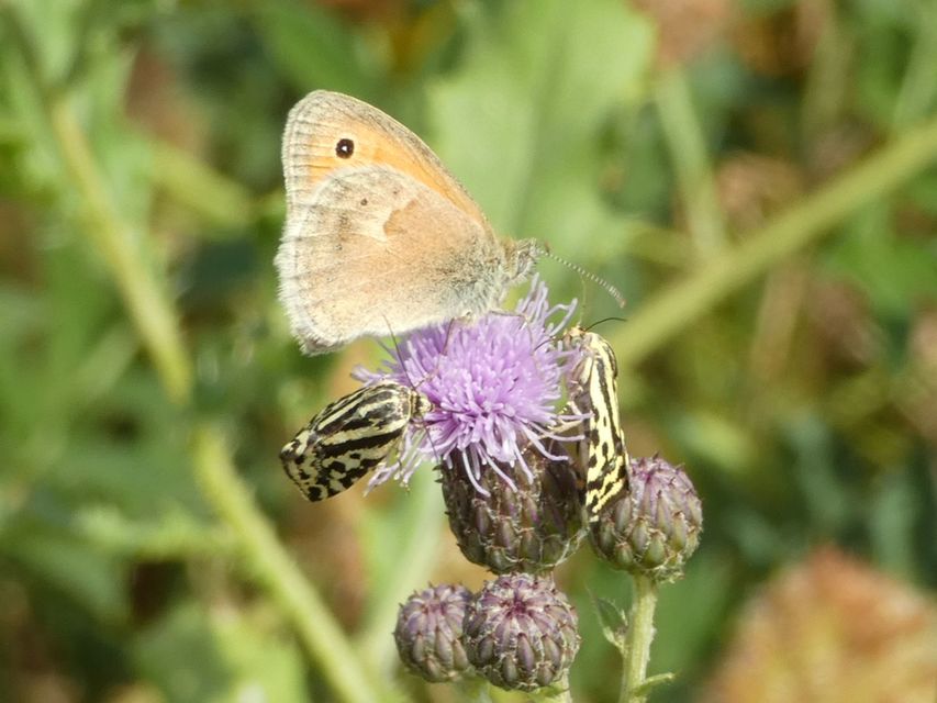 Coenonympha pamphilus - kis szénalepke