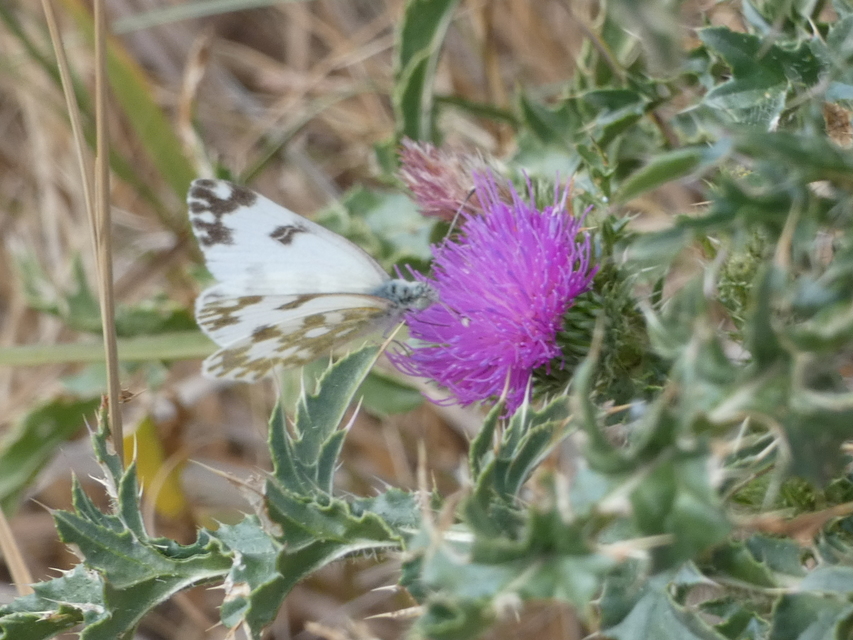 Pontia edusa - rezedalepke