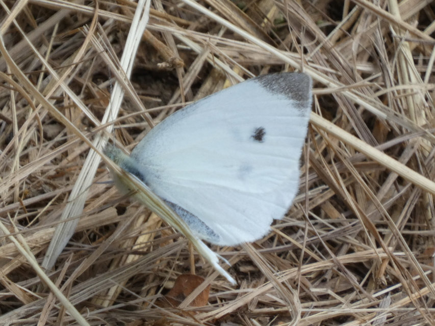 Pieris rapae - répalepke