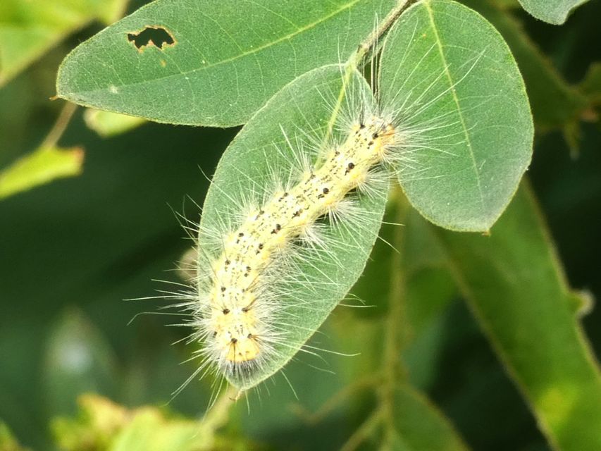 Hyphantria cunea - amerikai fehér medvelepke