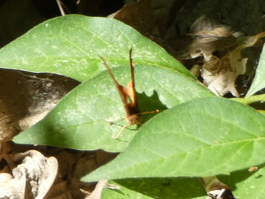 Nymphalis c-album - C-betűs lepke