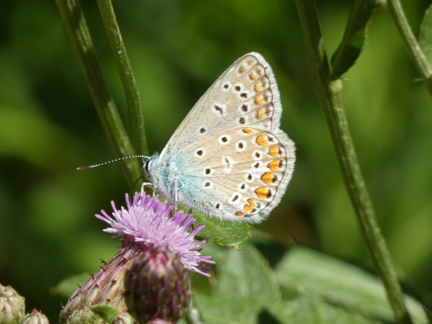 Polyommatus icarus - közönséges boglárka