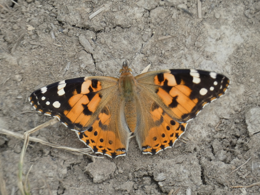 Vanessa cardui - bogáncslepke