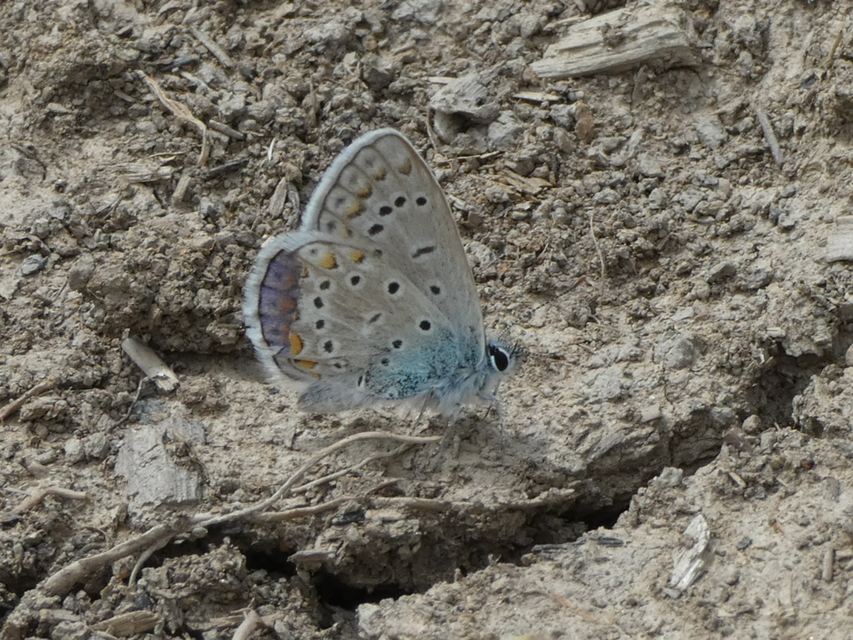 Polyommatus icarus - közönséges boglárka
