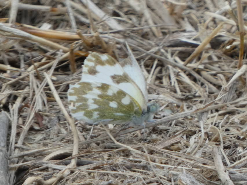 Pontia edusa - rezedalepke