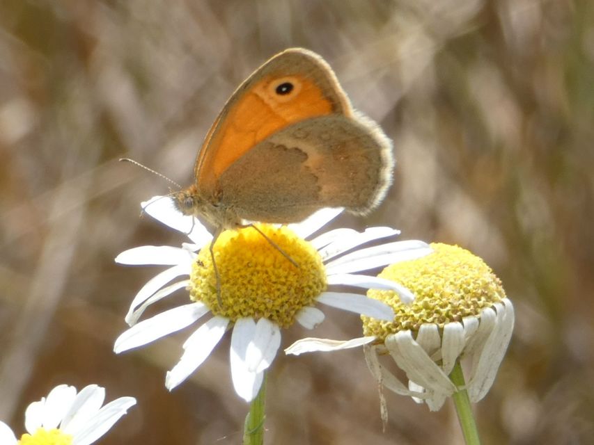 Coenonympha pamphilus - kis szénalepke