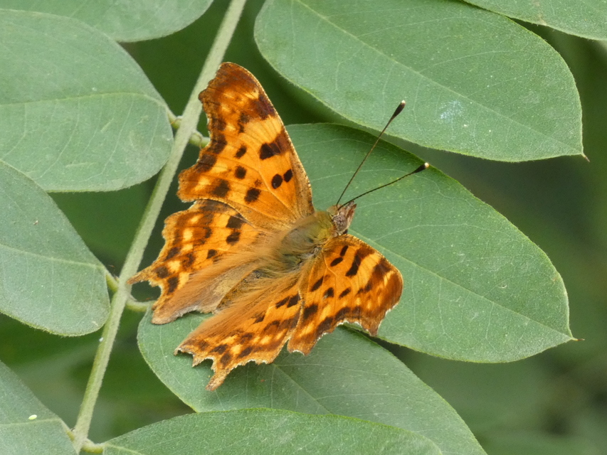 Nymphalis c-album - C-betűs lepke