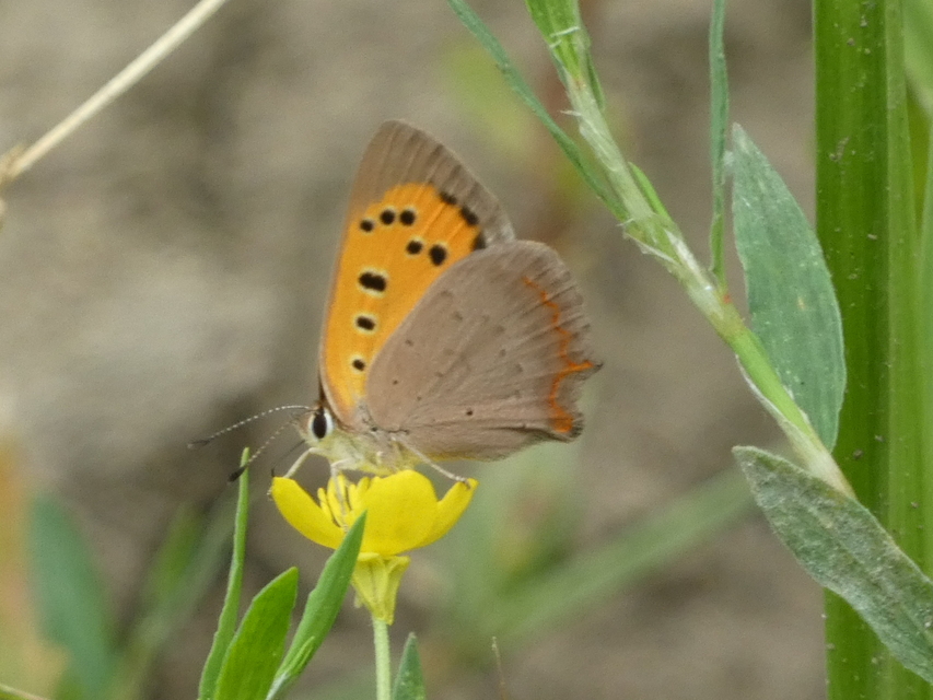 Lycaena phlaeas - közönséges tűzlepke