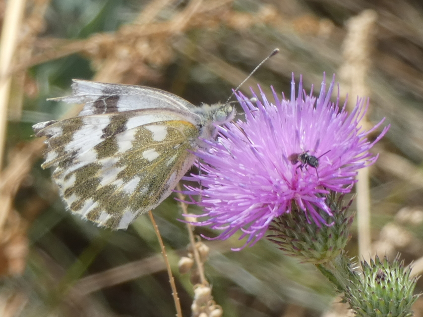 Pontia edusa - rezedalepke