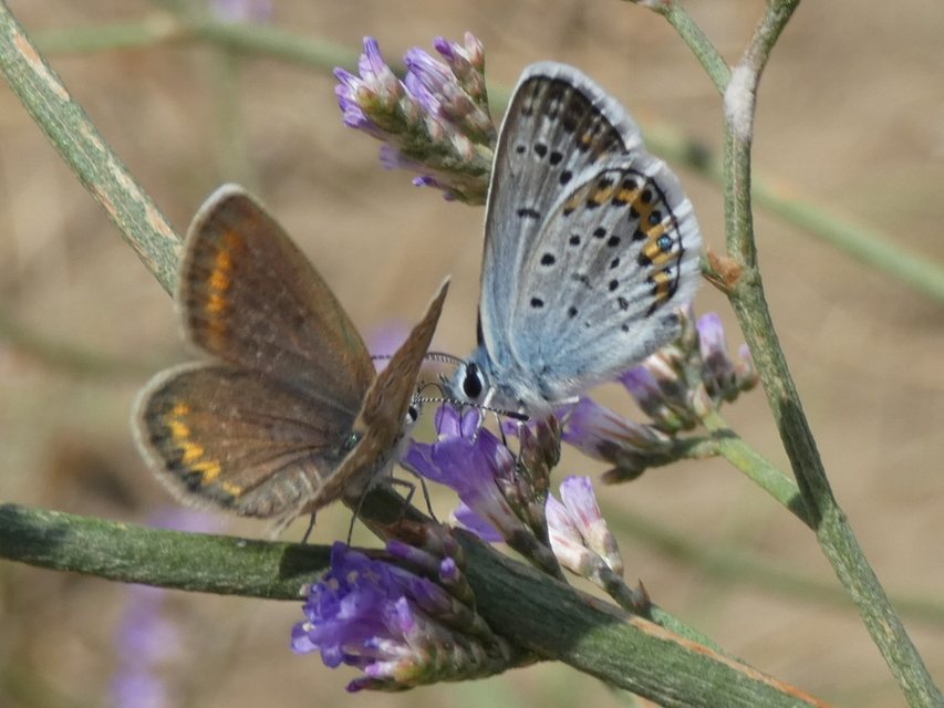 Plebejus argus - ezüstös boglárka