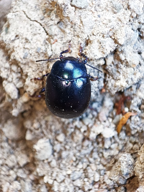 Chrysolina sturmi - vöröslábú levelész