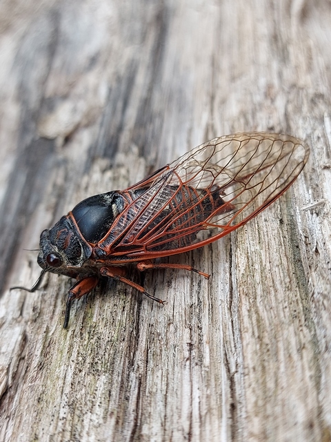 Tibicina haematodes - óriás-énekeskabóca