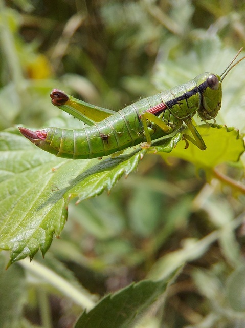 Odontopodisma decipiens - déli hegyisáska
