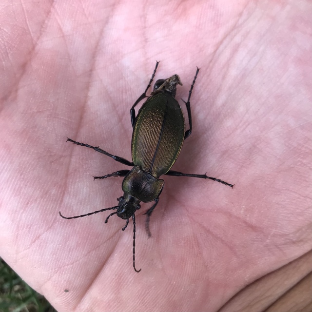 Carabus scheidleri pannonicus - pannon változó futrinka Carabus scheidleri pannonicus - pannon változó futrinka
